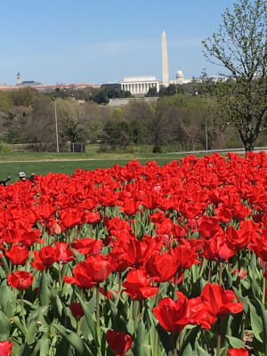 Фестиваль тюльпанів у американському штаті Вашингтон