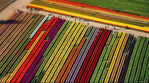 Фестиваль тюльпанів у американському штаті Вашингтон