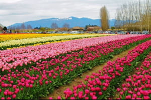 Фестиваль тюльпанів у американському штаті Вашингтон