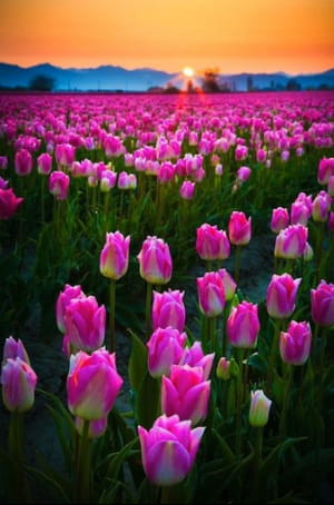 Фестиваль тюльпанів у американському штаті Вашингтон