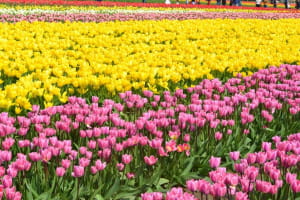 Фестиваль тюльпанів у американському штаті Вашингтон