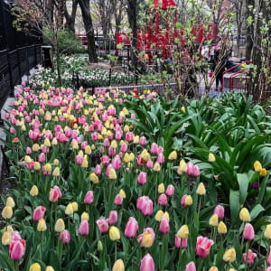 Фестиваль тюльпанів у американському штаті Вашингтон