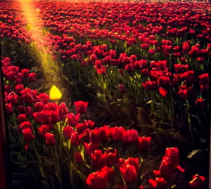 Фестиваль тюльпанів у американському штаті Вашингтон