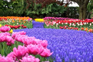 Фестиваль тюльпанів у американському штаті Вашингтон