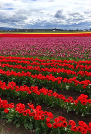 Фестиваль тюльпанів у американському штаті Вашингтон