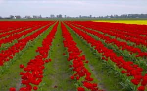 Фестиваль тюльпанів у американському штаті Вашингтон