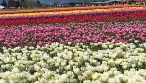 Фестиваль тюльпанів у американському штаті Вашингтон