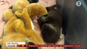 Порятунок видри