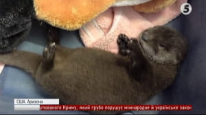 Порятунок видри
