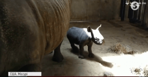 Чорний носоріг