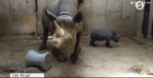 Чорний носоріг