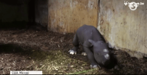 Чорний носоріг