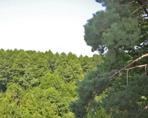 Еко-будинки