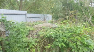 На городі у селі в Київській області оселилась ігуана