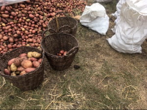 Збір врожаю картоплі на Волині