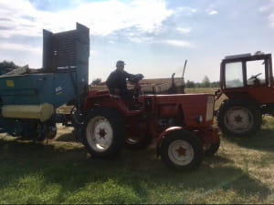 Збір врожаю картоплі на Волині