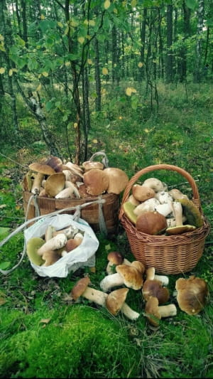 Гриби