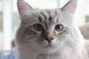 Виставка котів у Києві