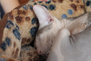 Виставка котів у Києві
