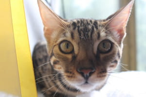Виставка котів у Києві