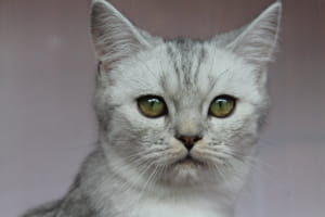 Виставка котів у Києві