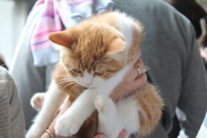 Виставка котів у Києві