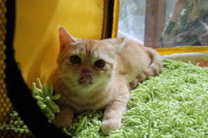 Виставка котів у Києві