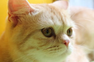Виставка котів у Києві