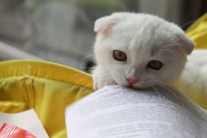 Виставка котів у Києві