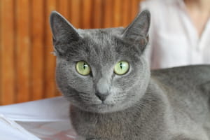 Виставка котів у Києві