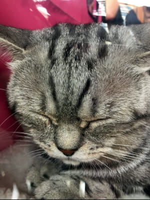 Виставка котів у Києві