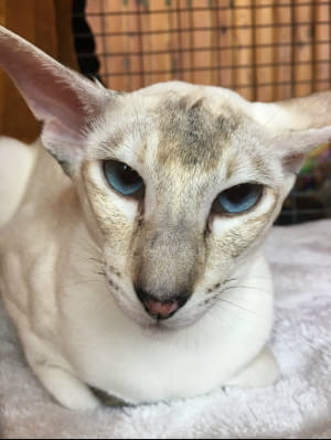 Виставка котів у Києві