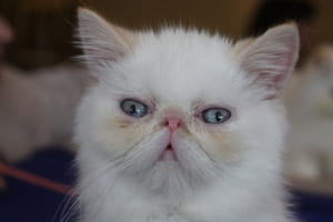 Виставка котів у Києві