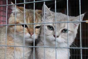 Виставка котів у Києві