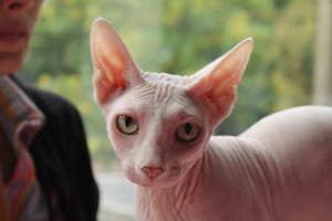 Виставка котів у Києві