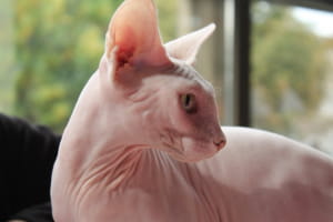 Виставка котів у Києві