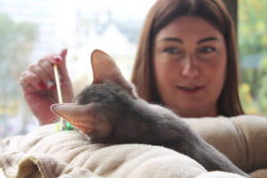 Виставка котів у Києві