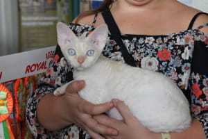 Виставка котів у Києві