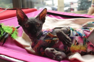 Виставка котів у Києві