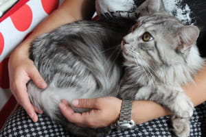 Виставка котів у Києві