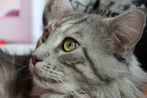 Виставка котів у Києві
