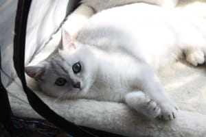 Виставка котів у Києві
