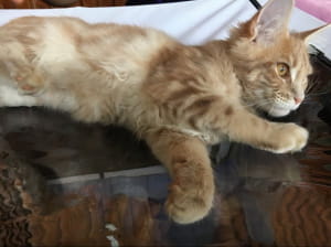 Виставка котів у Києві