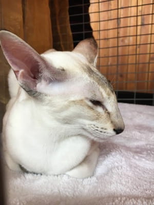 Виставка котів у Києві
