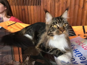 Виставка котів у Києві