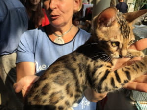 Виставка котів у Києві