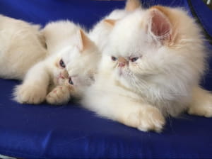 Виставка котів у Києві