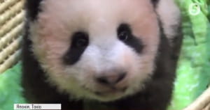 Мале панденя