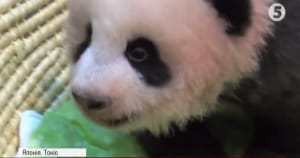 Мале панденя