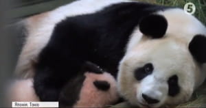 Мале панденя